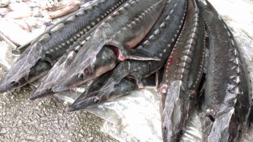 Đề nghị ngăn chặn cá tầm nhập lậu